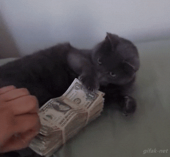 katze mit geld